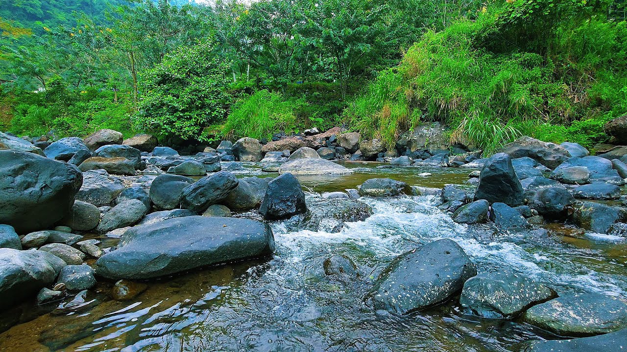 Relax and Heal the Soul with Tranquil Forest Morning Stream and Birds