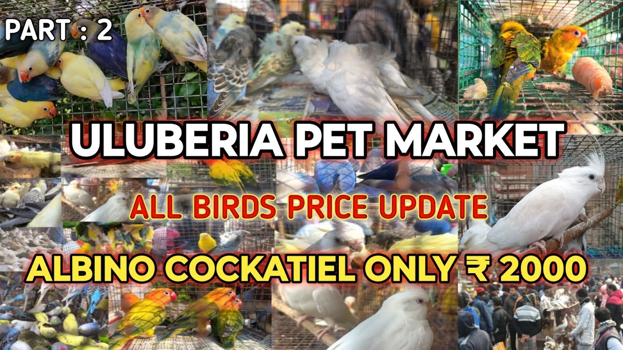 ULUBERIA PET MARKET BIRD'S PRICES UPDATE 11TH JANUARY PART 2 #uluberia_pet_market #cheapestprice