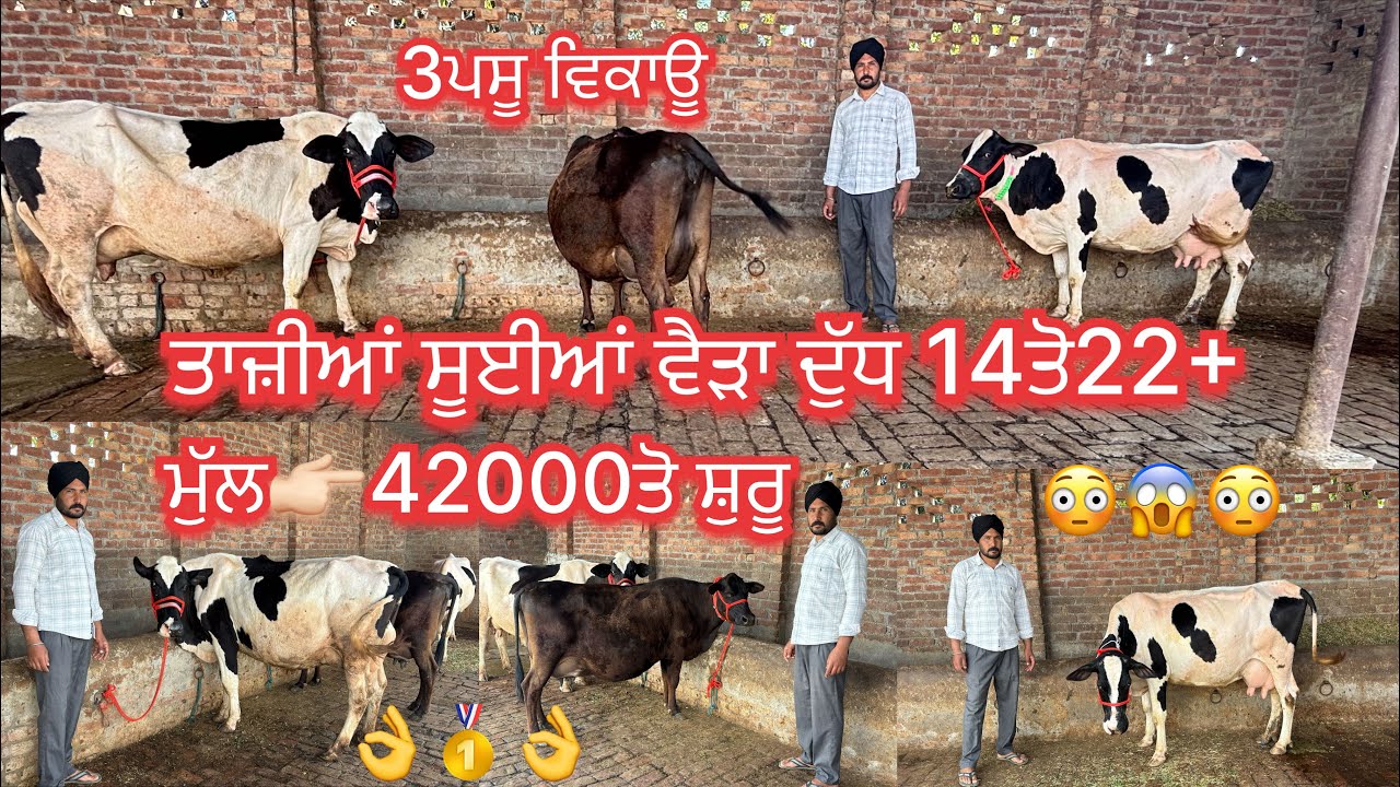 March 14, 2026 📞+91 95928 15675☎️ #ਤਾਜੀਆ_ਸੂਈਆ #hfcow #jarsicow #sale #viralvideo #share 