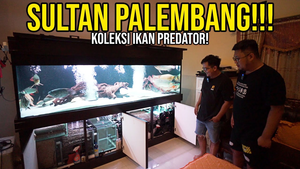 CRYSTAL CLEAR‼️! KOK BISA 1 TANK PADAT IKAN PREDATOR BESAR TAPI AIRNYA TETAP BENING?!