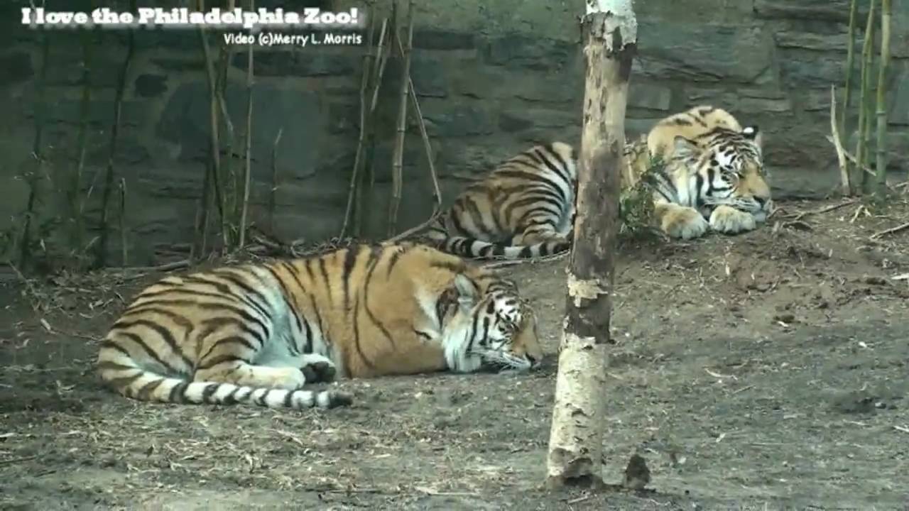 Philadelphia Zoo Tigers On a Windy Day