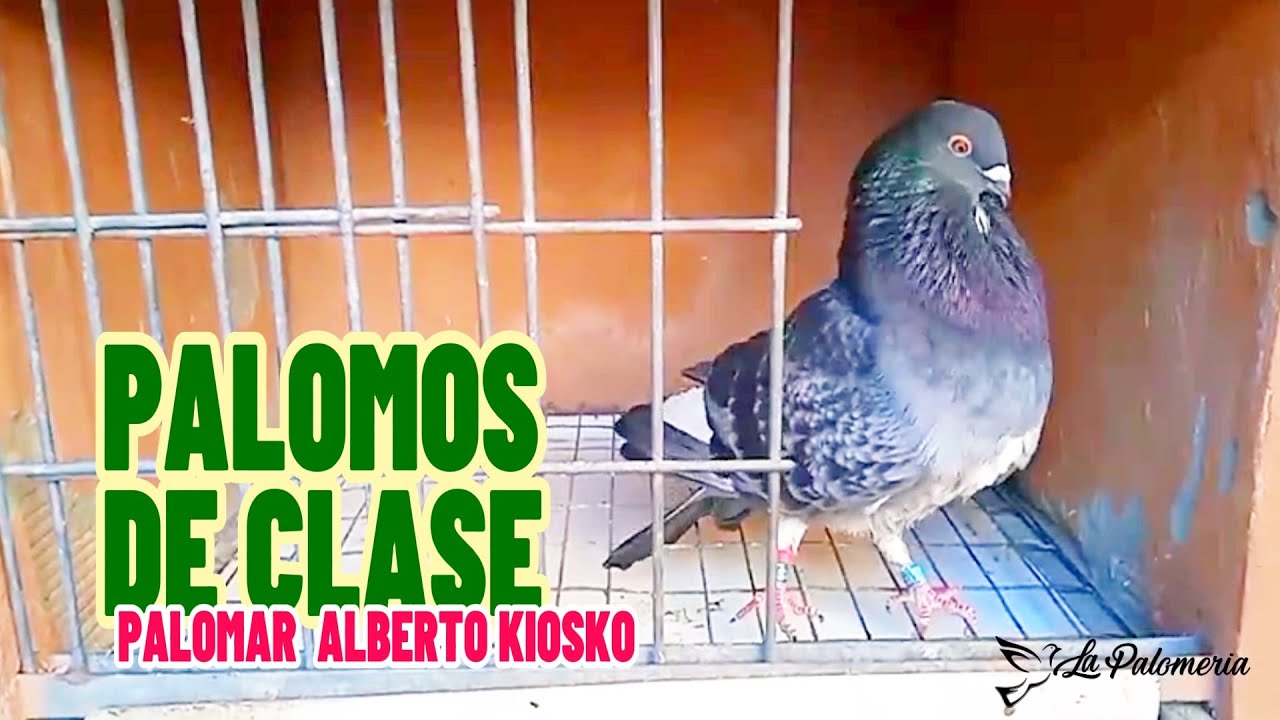 Palomos de Clase | Alberto Kiosko 02