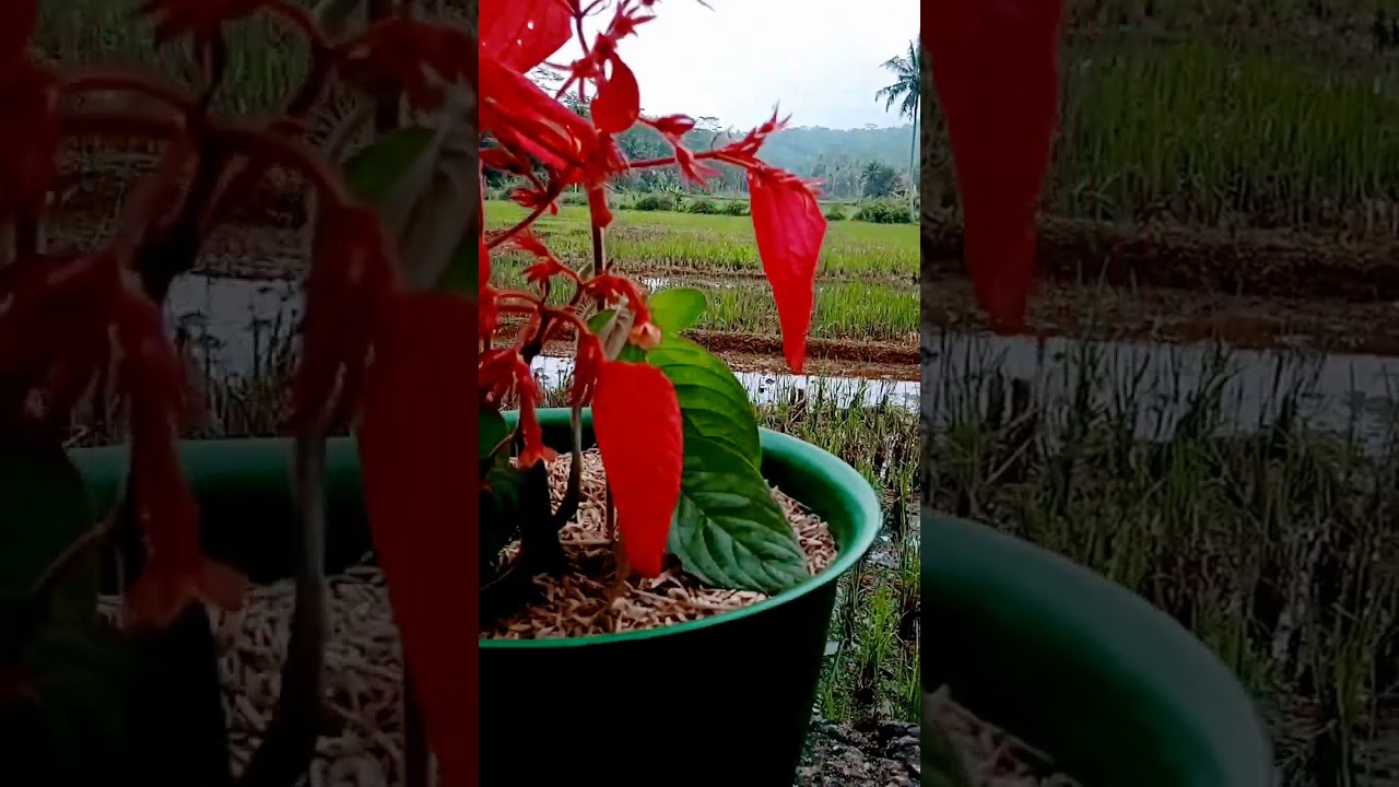 Nusa Indah Merah, Bikin Lebah Jadi Betah #alakampunk #shorts #nusaindah #lebahmadu #tanamanhias