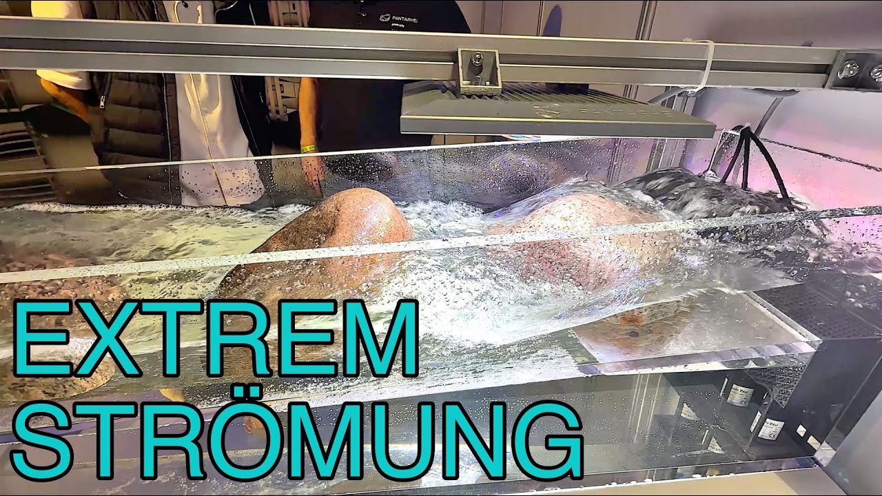 Panta Rhei zeigt ein Brandungsaquarium auf der Mace 2025 in Holland| Extreme Strömung im Einsatz
