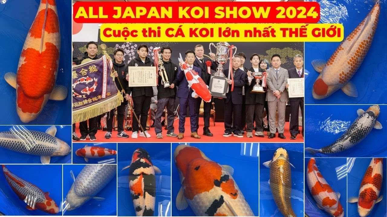 TRIỂN LÃM CÁ KOI LỚN NHẤT THẾ GIỚI 2024 | THE 54TH ALL JAPAN COMBINED NISHIKIGOI SHOW
