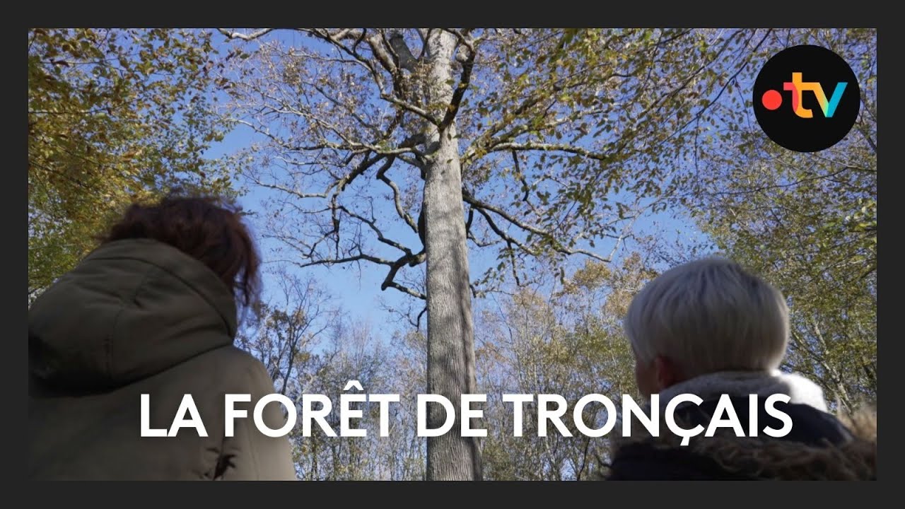 Randonn&eacute;e : &agrave; la d&eacute;couverte de la for&ecirc;t de Tron&ccedil;ais