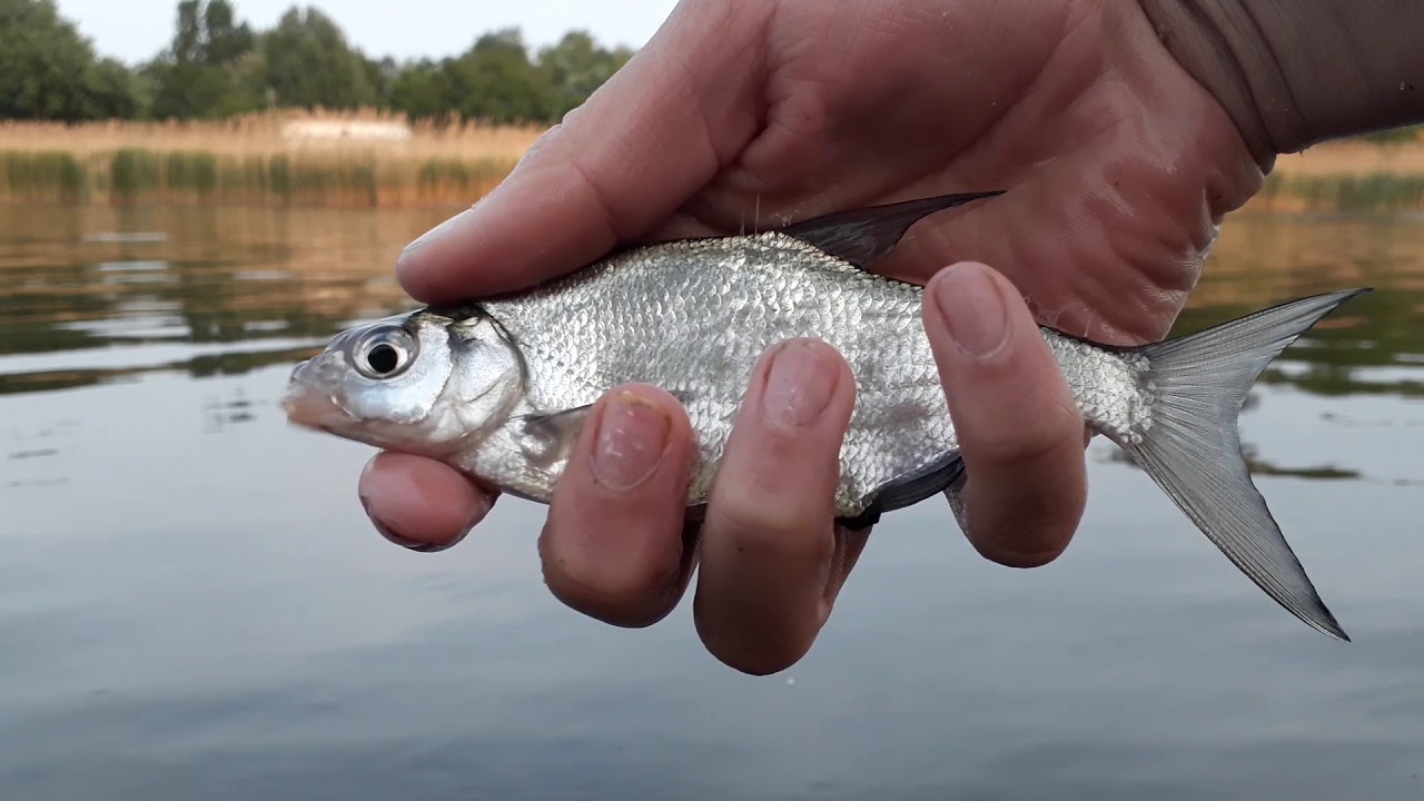 Horgászat #5 úszózás 🎣