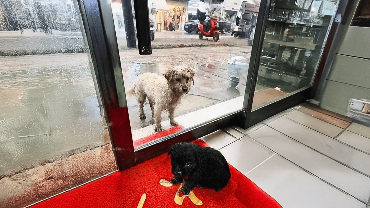 С трудом выживая, собака-мать отдаёт щенков девушке и уходит, зная, что только так они выживут.