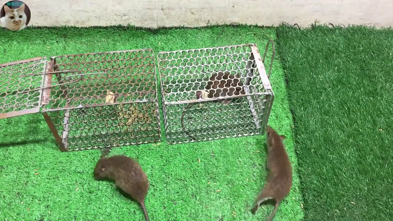 狂妄老鼠贸然试探捕鼠器，尾巴被夹住的瞬间看着都疼，叫声太凄惨