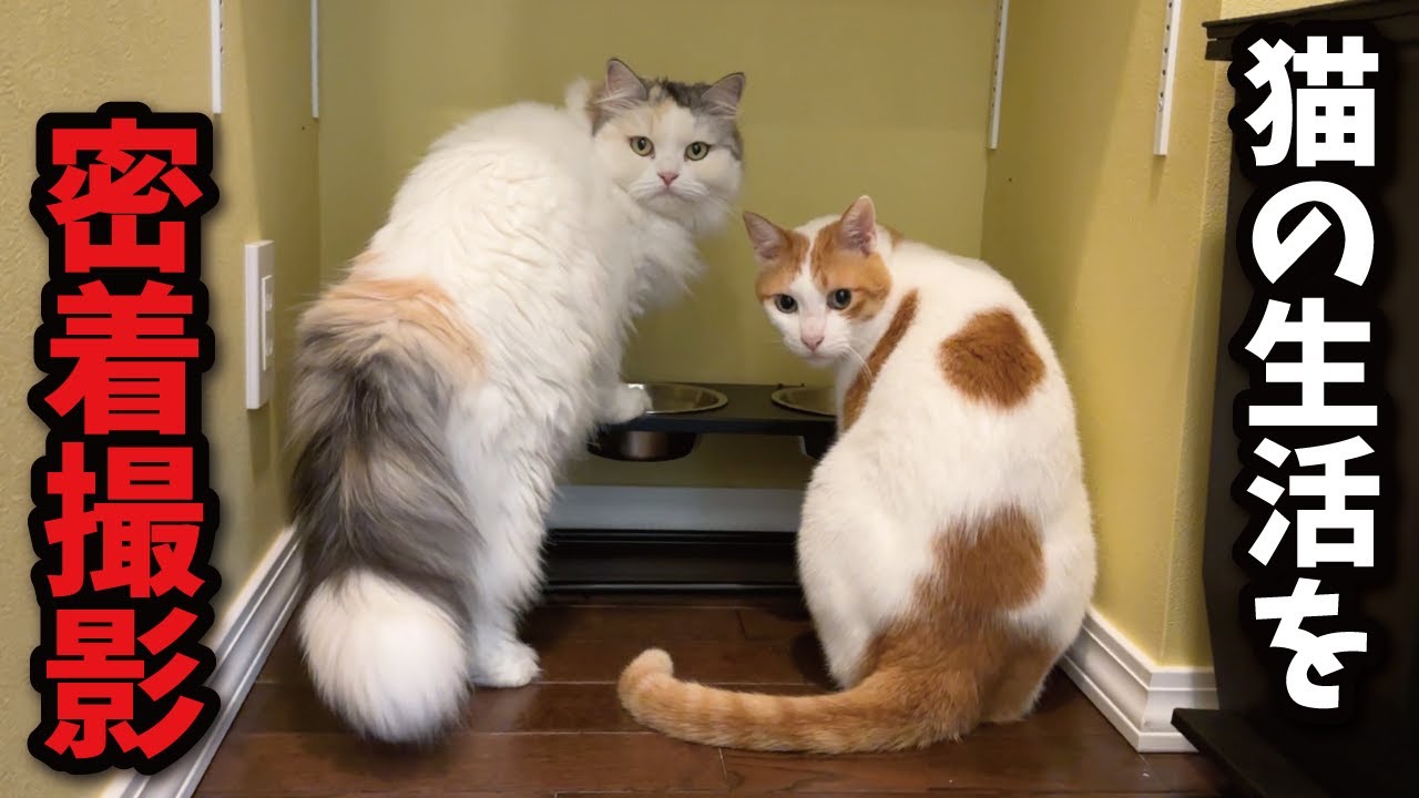 【ルーティン】猫の１日の生活に密着したらこんなことになってました【関西弁でしゃべる猫】【猫アテレコ】