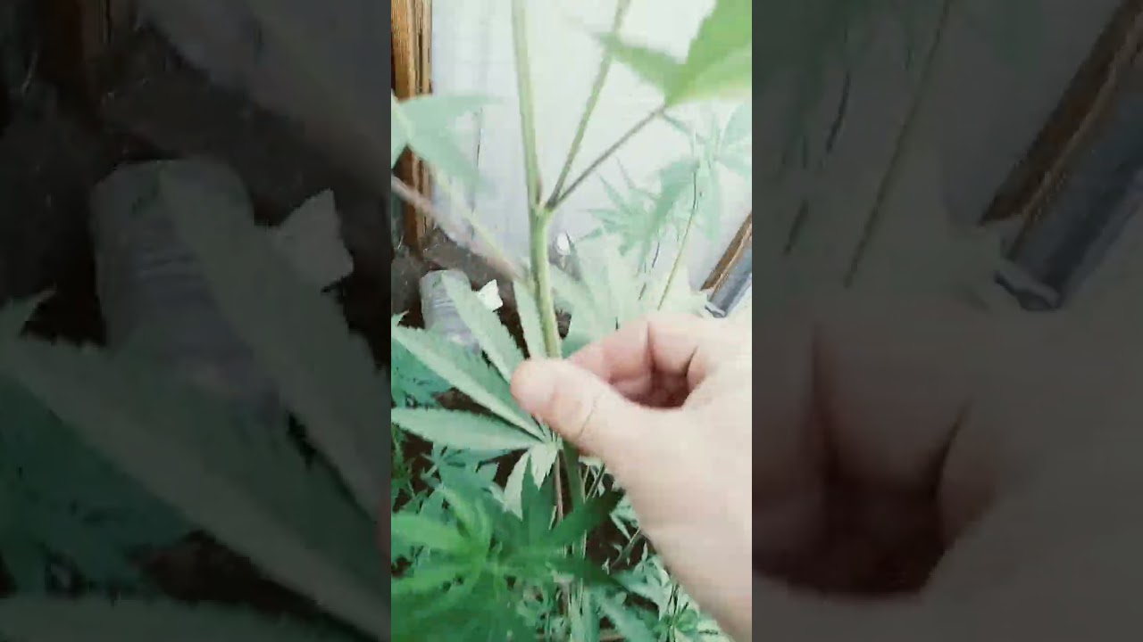 2024 outdoor weed grow #garden #weedcontrol