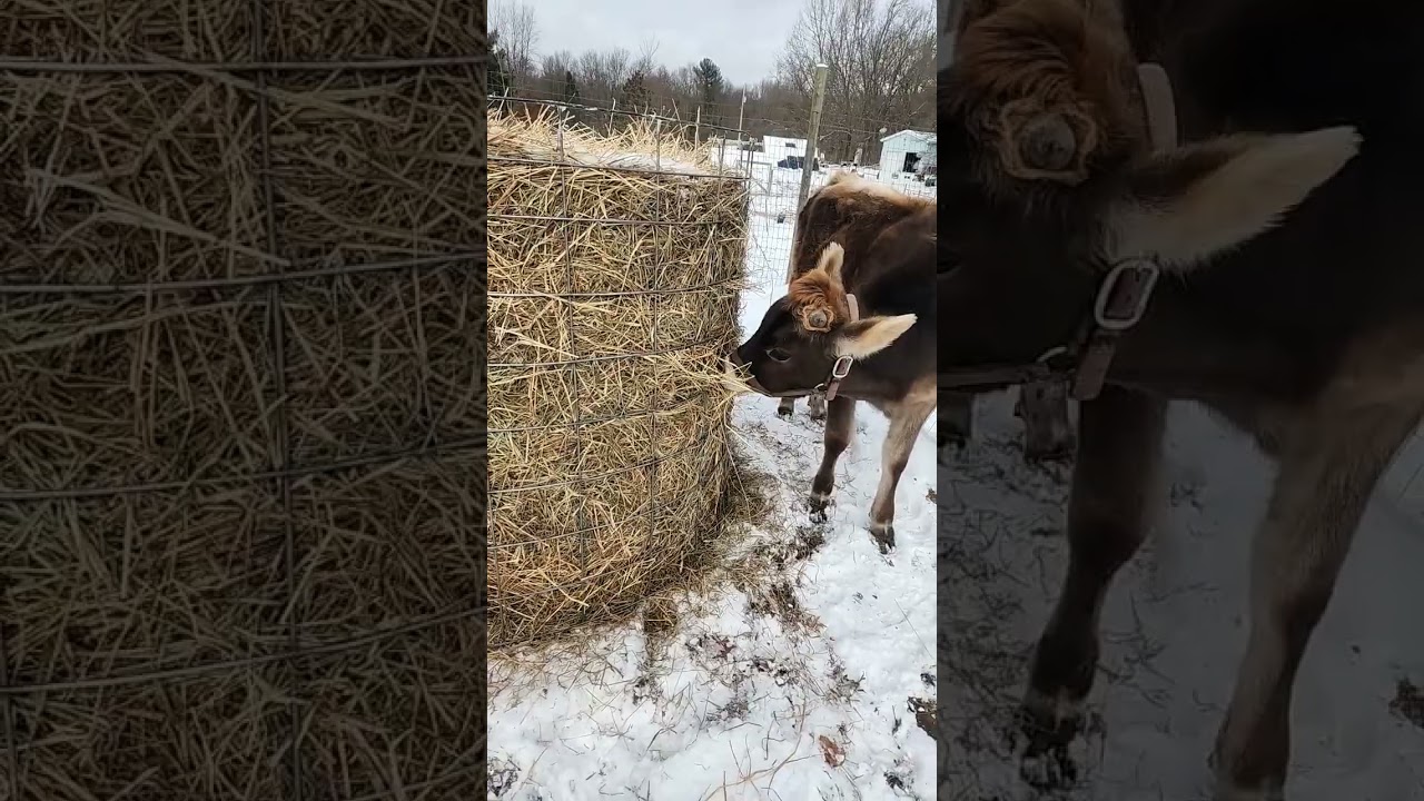 Homemade round bale hay feeder
