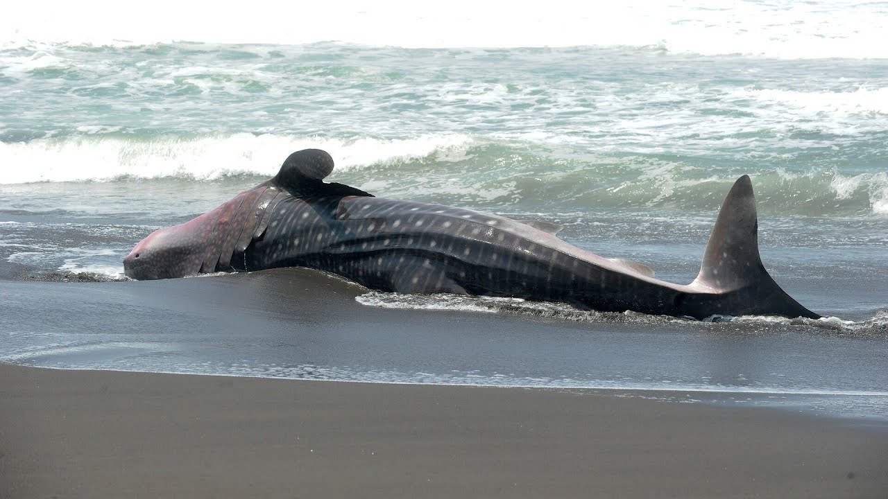 Gazans ‘horrifically’ kill rare whale shark dragged from ocean