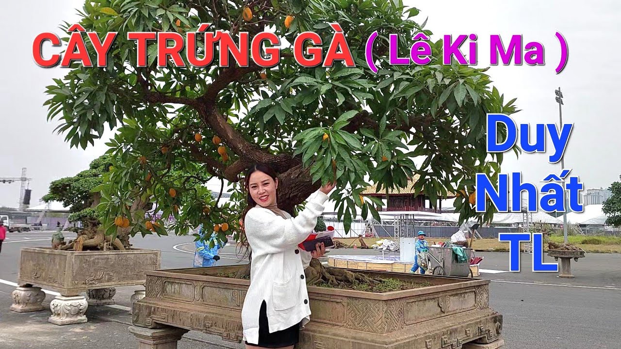 FESTIVAL cây cảnh Thủ Đô chứng kiến tp cây trứng gà ( Lê Ki Ma ) ĐỘC ĐÁO & DUY NHẤT TL .
