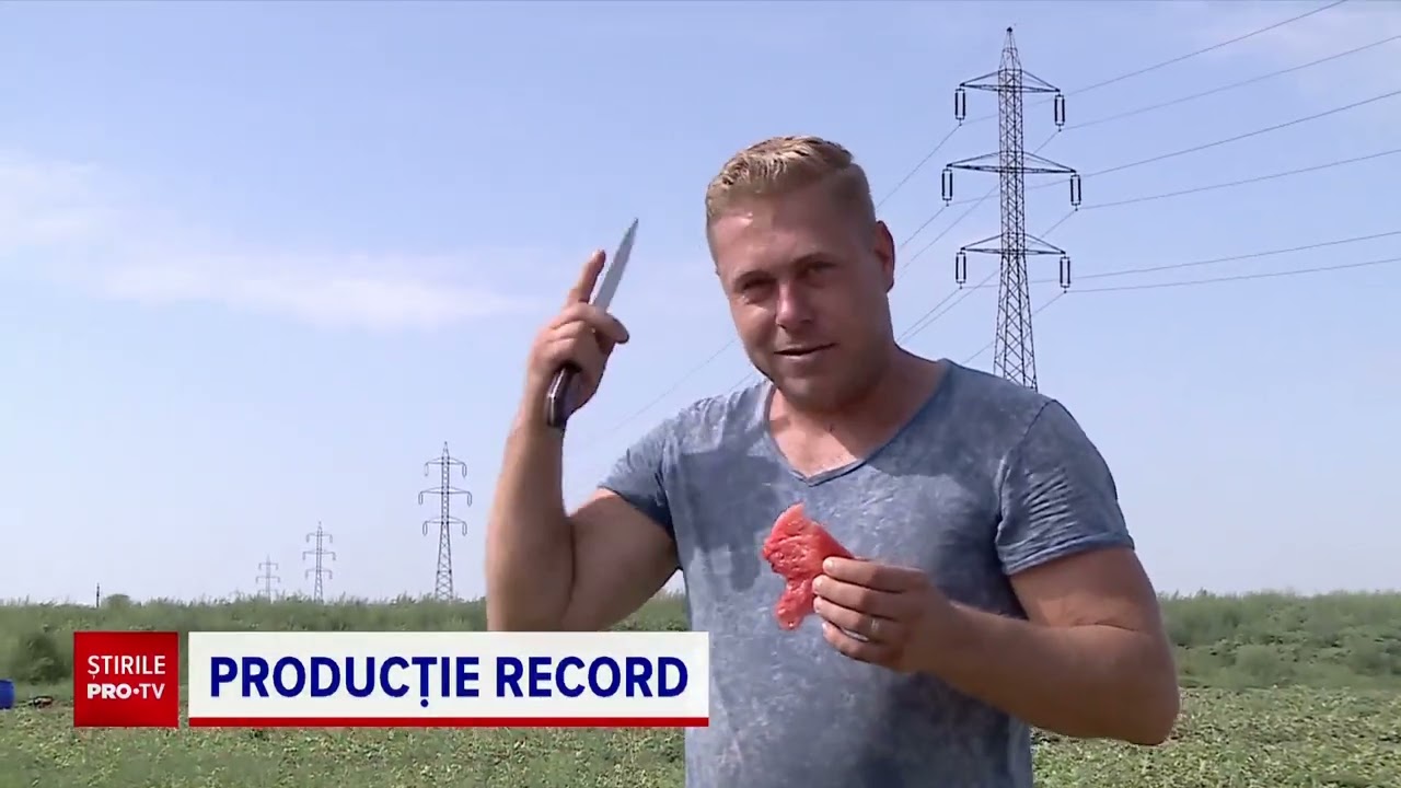 Producție record de pepeni la Dăbuleni. Vom mânca lubenițe românești până în toamnă