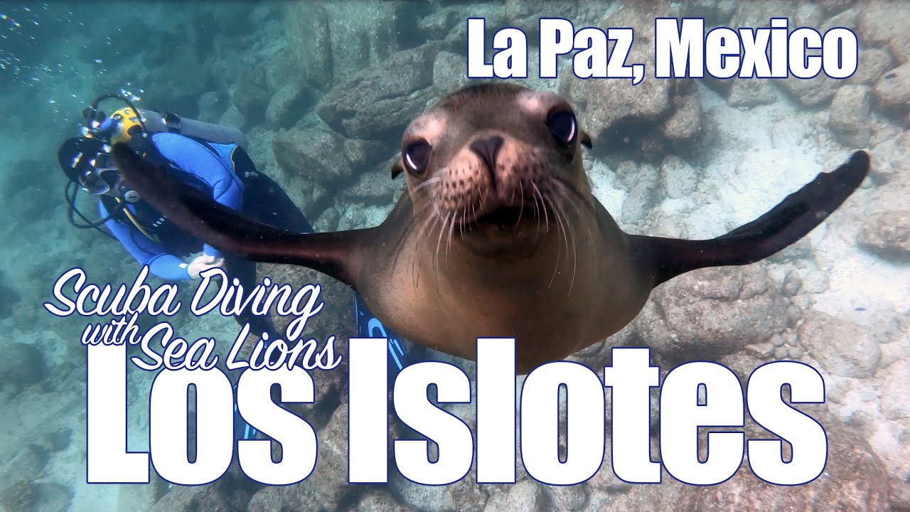 Scuba Diving with Sea Lions in La Paz, Mexico [4K]