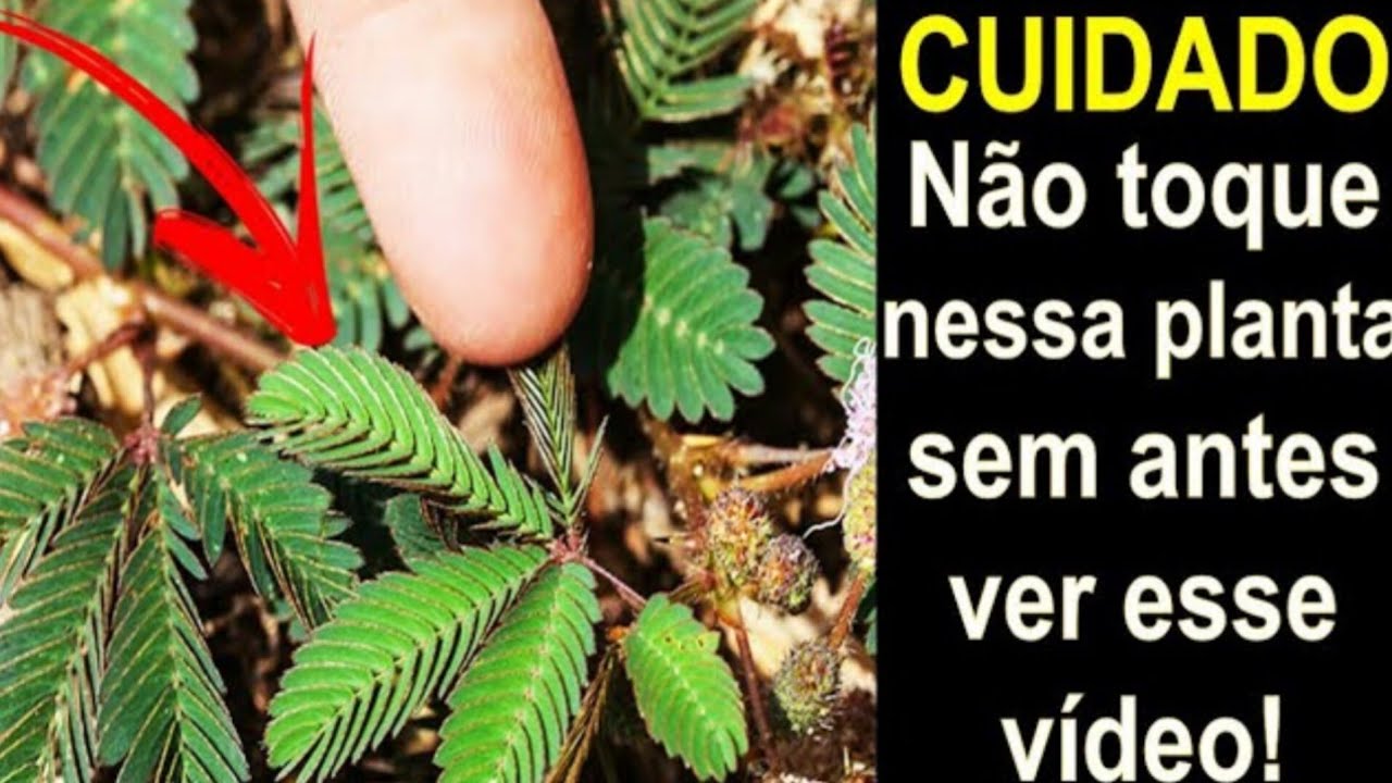 ESSA PLANTA VALE UMA MINA DE OURO (Você sabia disso?)