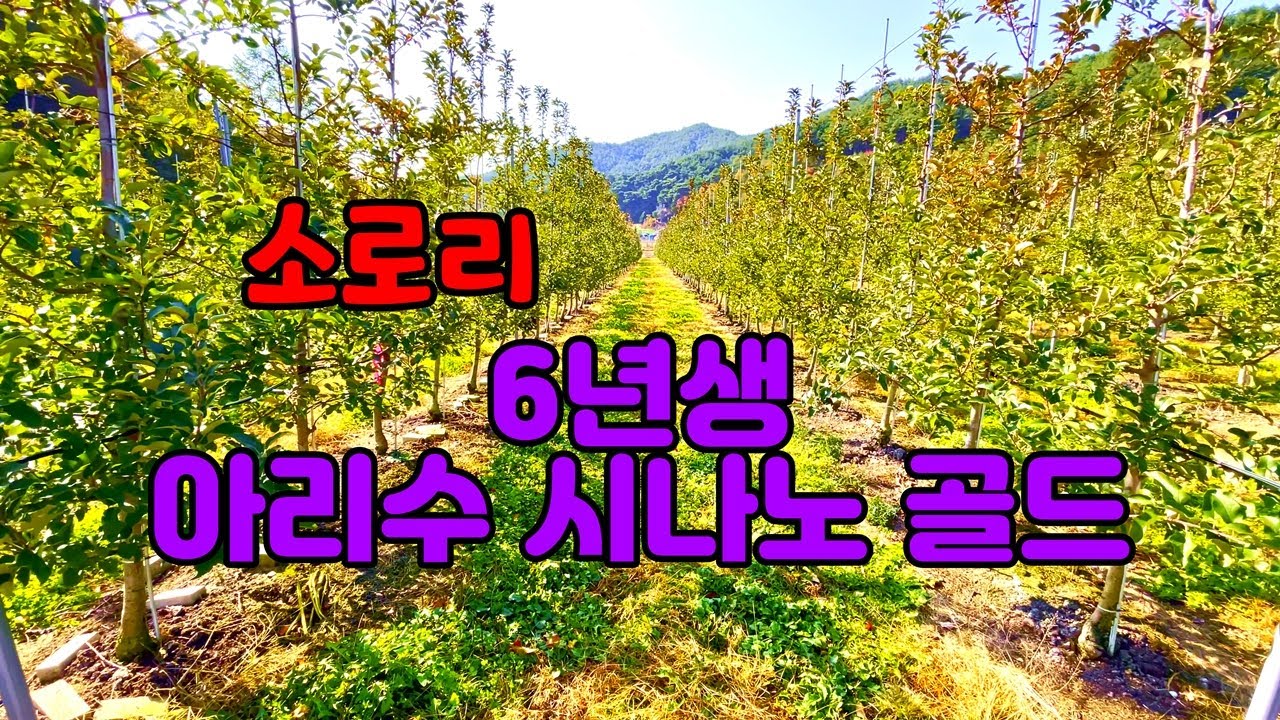 [매물번호 118]아리수 시나노골드 과수원