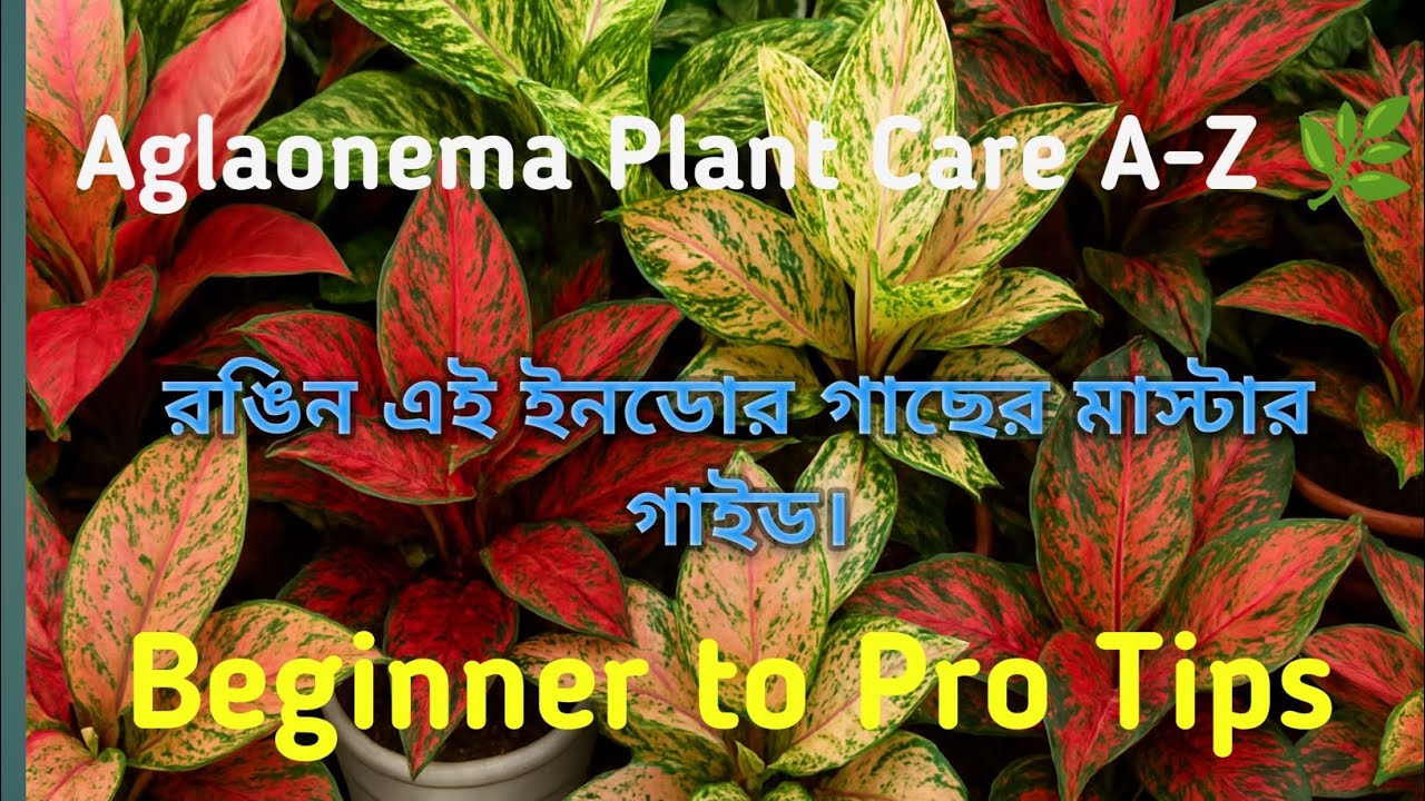 Aglaonema Plant Care A-Z 🌿 ইনডোর রঙিন গাছের মাস্টার গাইড | Beginner to Pro Tips #aglonema #garden 