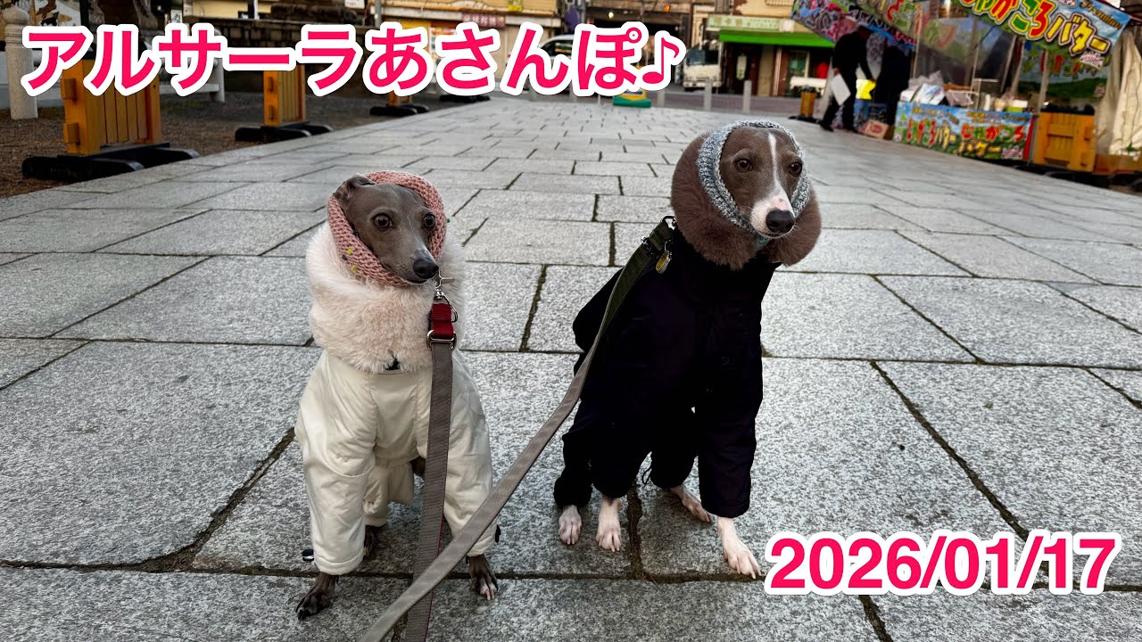 アルフレードくんサーラちゃんのアルサーラあさんぽ VLOG-2026/01/17-