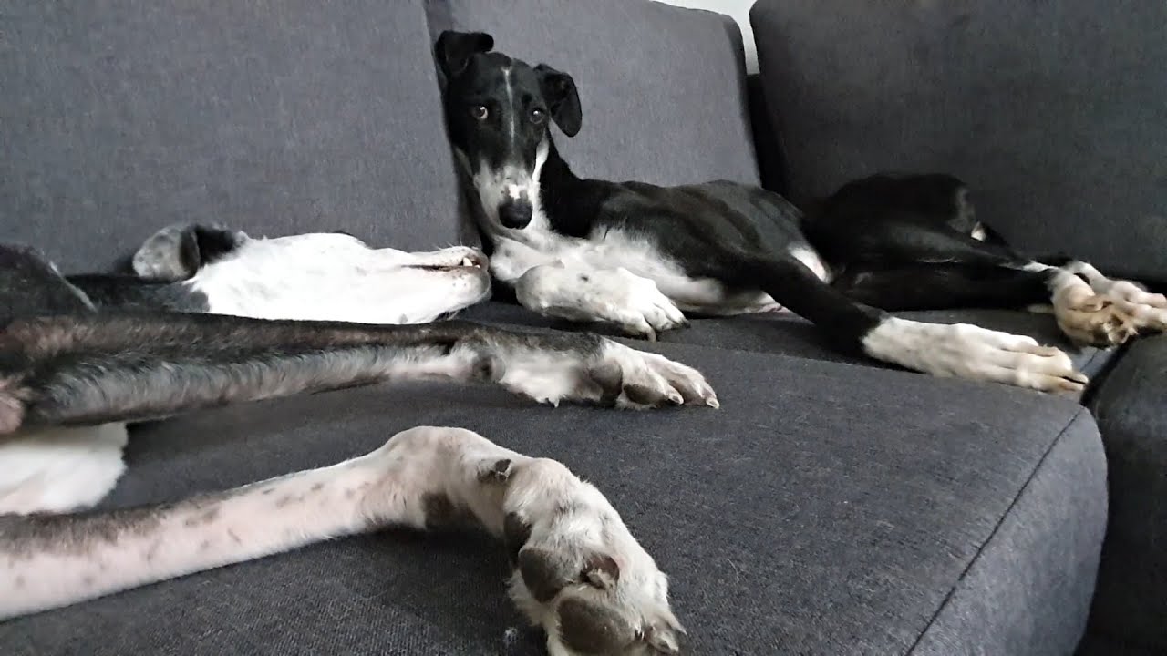Sorpresa from Galgos del Sol arrives in Finland