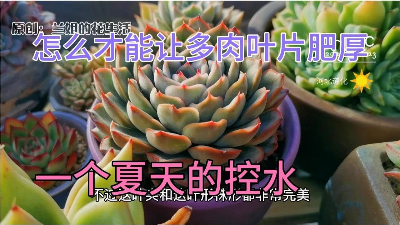 用什么办法几个月时间让多肉叶片变得短肥厚，看看那些控水成功的