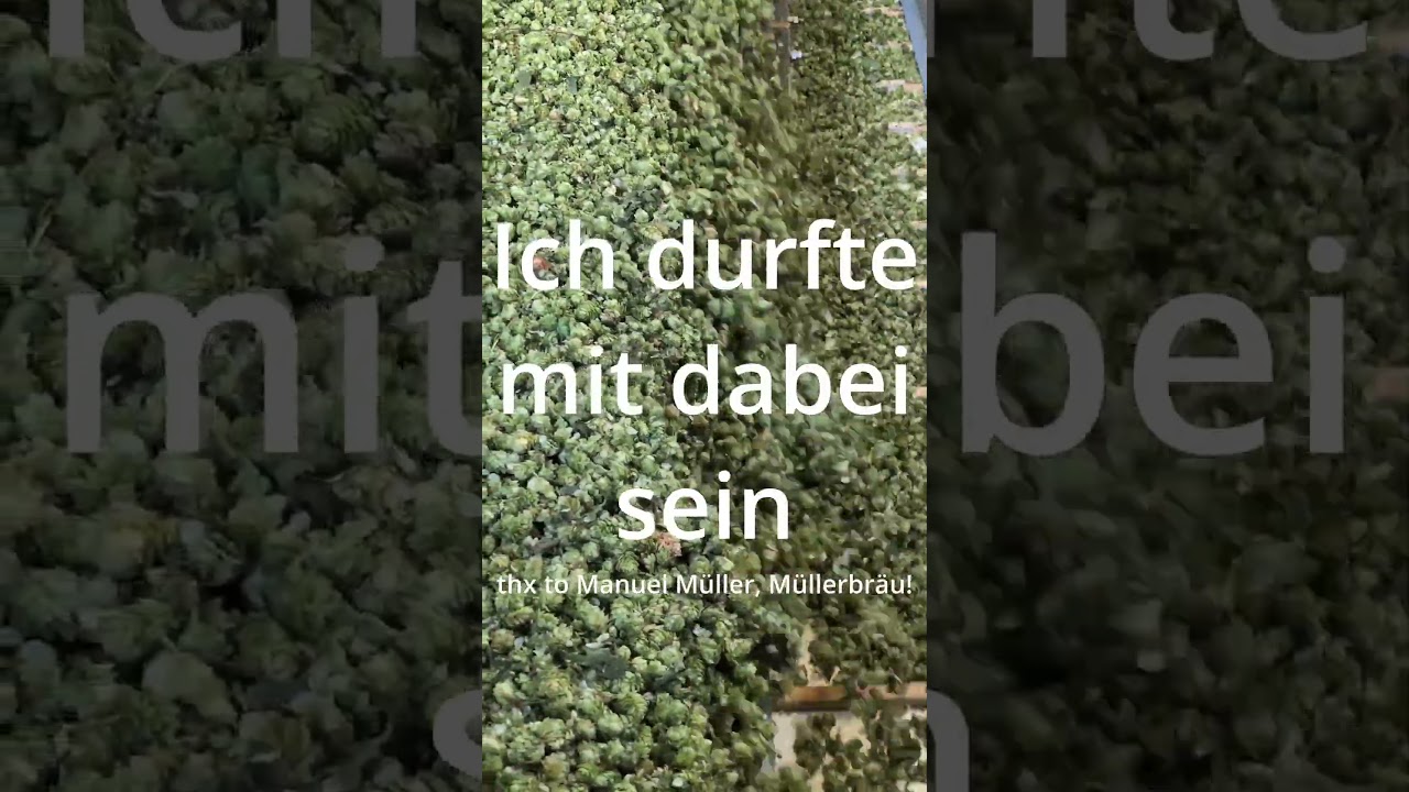 Hopfenernte in der Hallertau