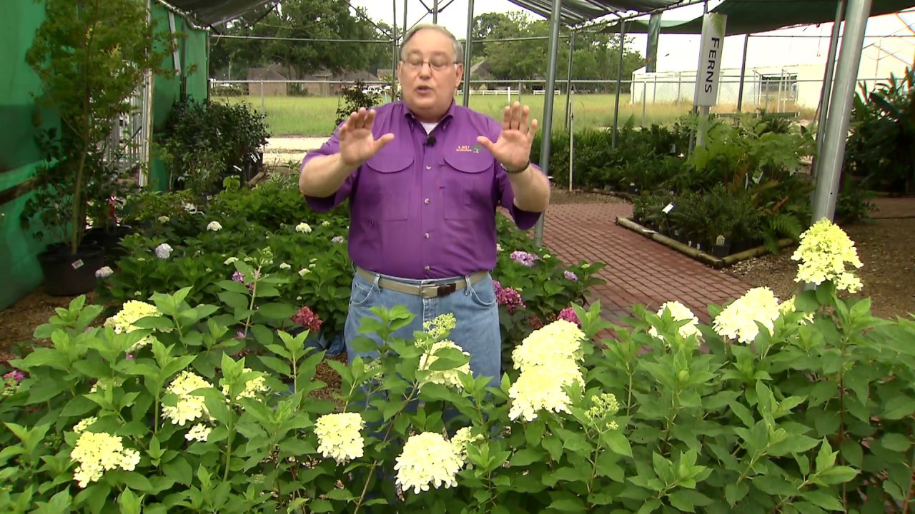Limelight hydrangea thrives in heat