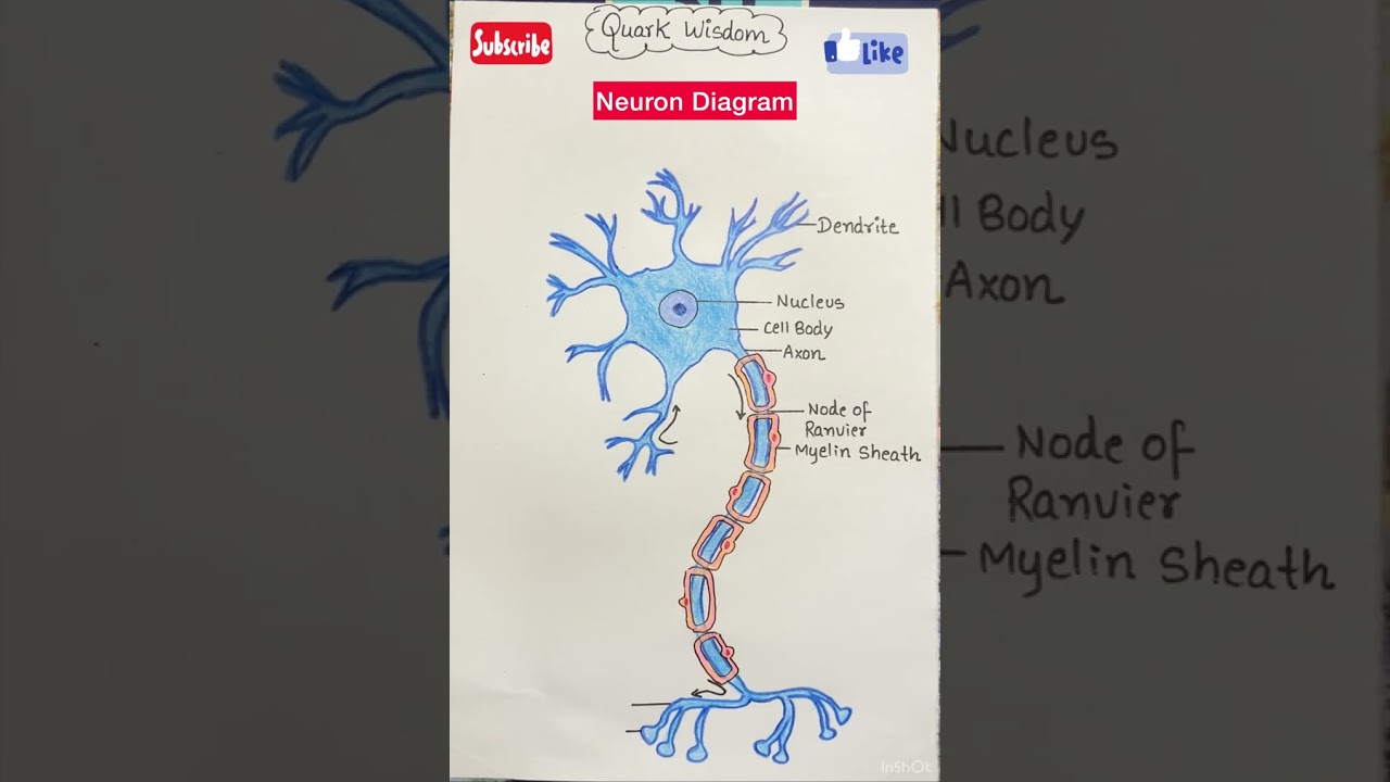 Structure of a Neuron: Simplified