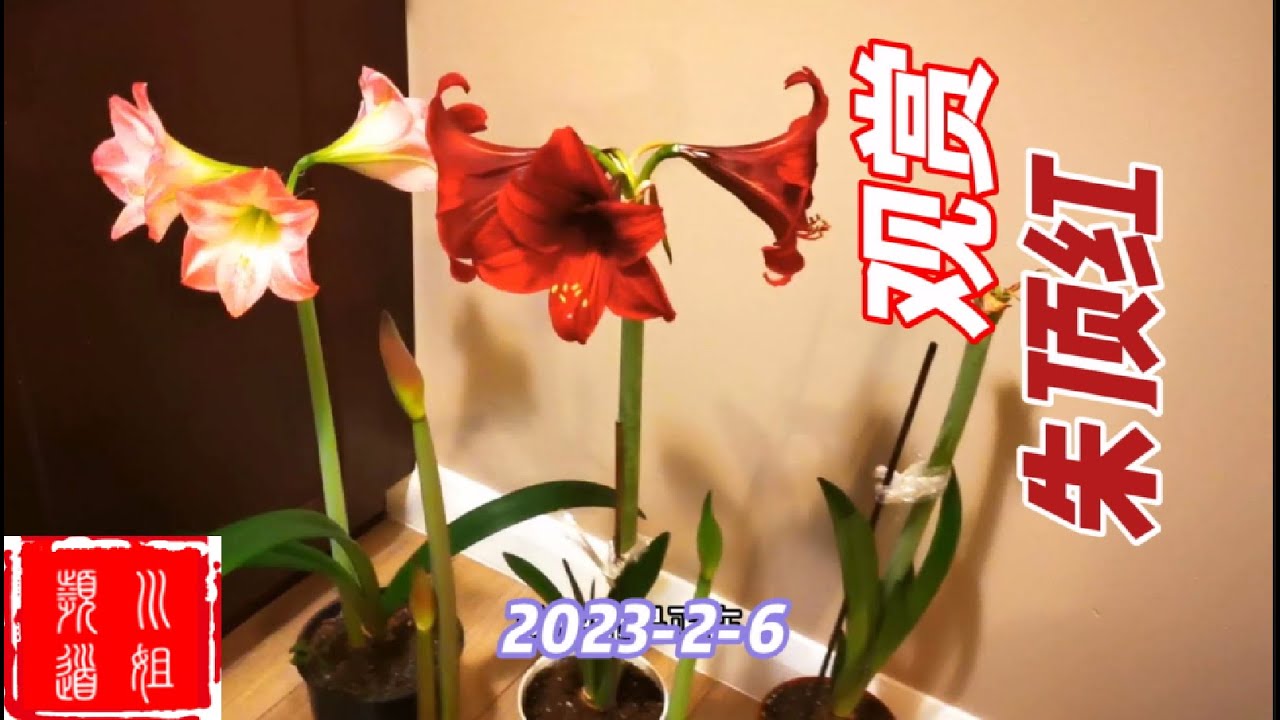 观赏朱顶红 Ornamental amaryllis #amaryllis /23-13/2023-2-6