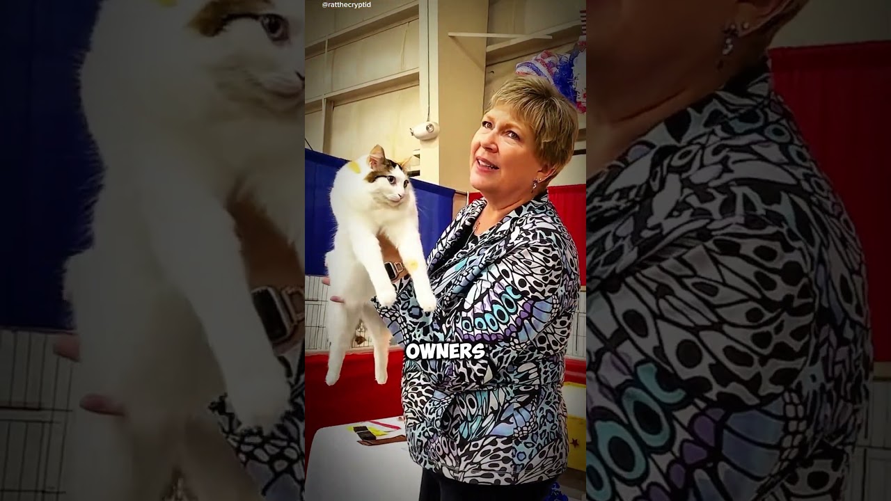 Japanese Bobtail Cats Playful Companions with a Unique Flair #japanesebobtail #bobtailcats
