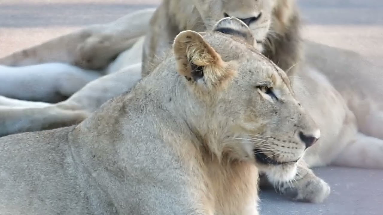 Pride of Lion with young males - Kruger Tablets in Kruger National Park 31 Jan 2025 @pksafaris