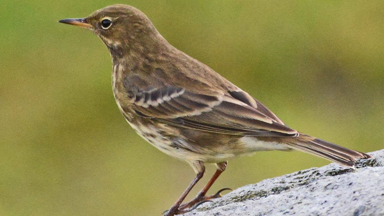 Rock Pipit - Skj&aelig;rpiplerke (Anthus petrosus)