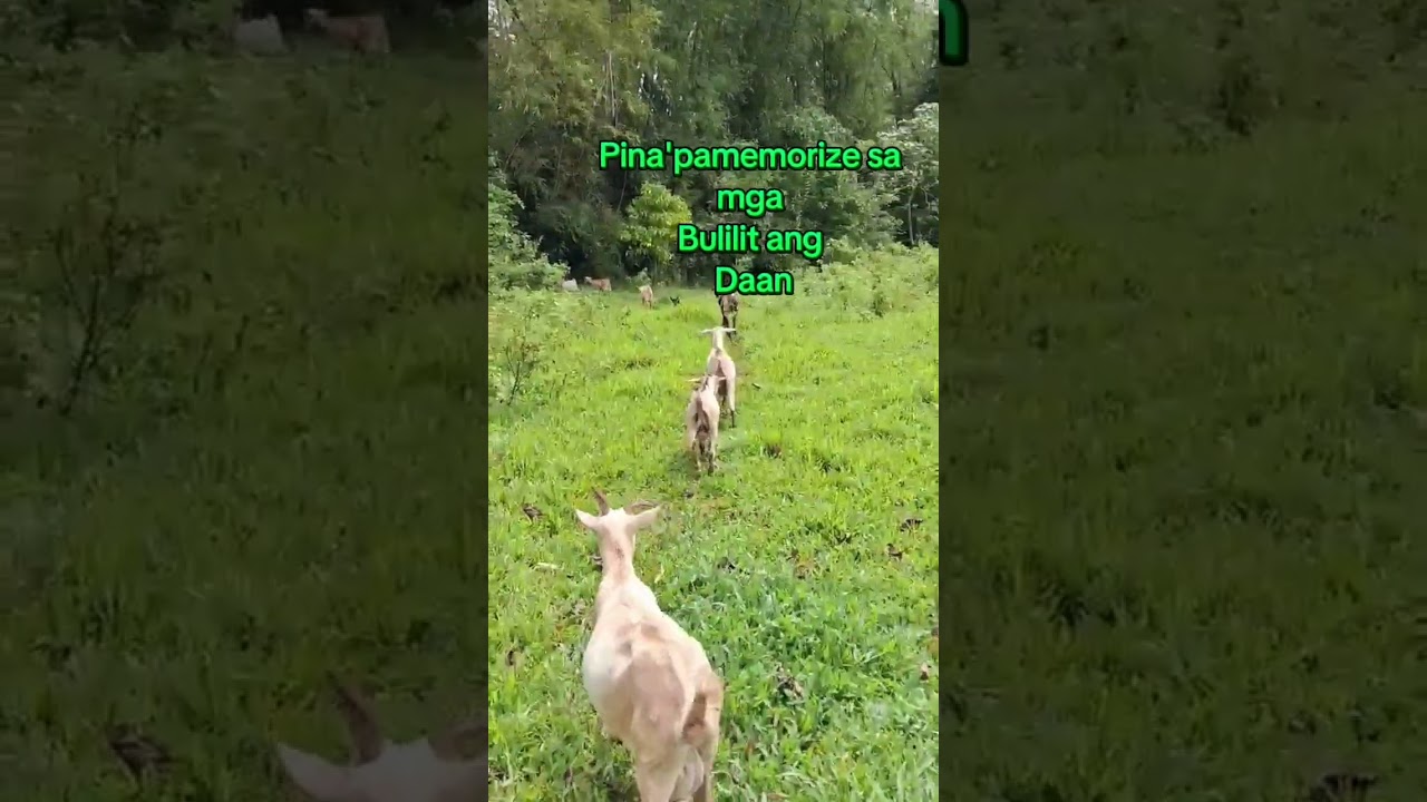 Daily Life of a Farmer (8) Sumama na mga Bulilit sa Pastolan #farming #buhayprobinsya #goat