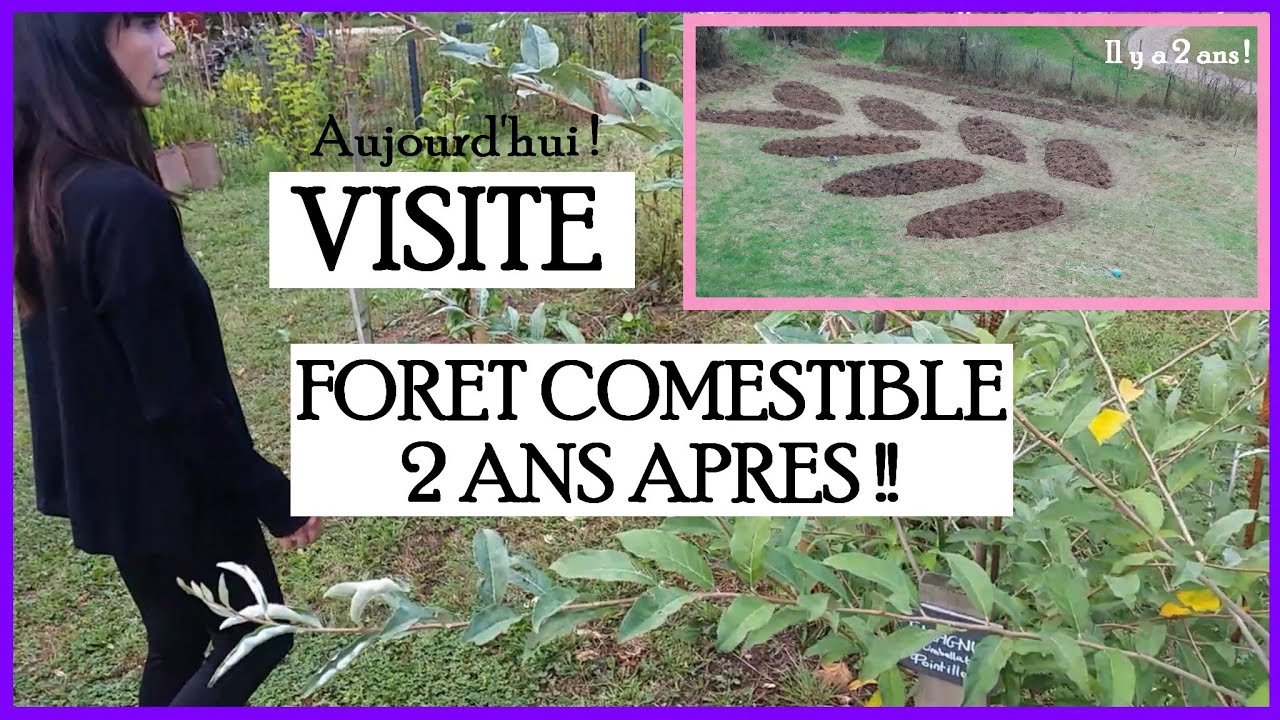 [Visite] FORET COMESTIBLE : 2 ans après !! Ca donne quoi?