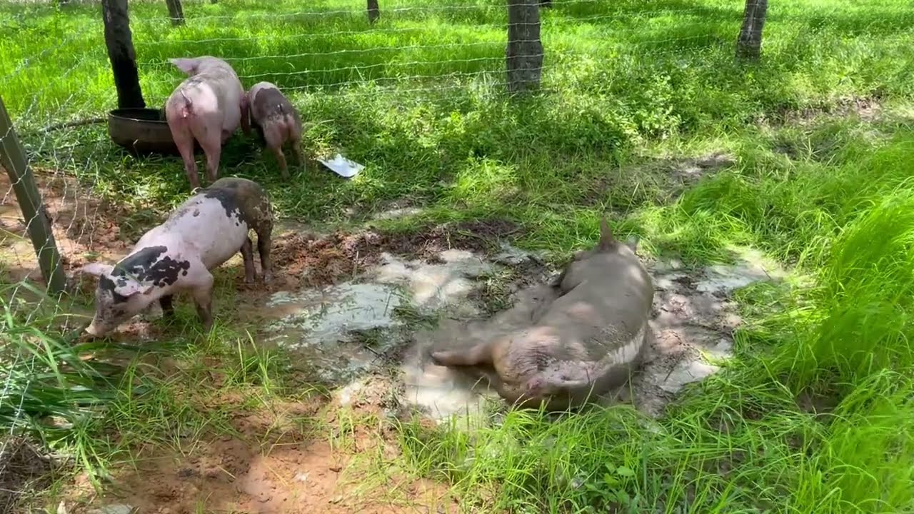 เลี้ยงหมูแบบปล่อย ล้อมด้วยรั้วตาข่ายถักปมในระยะ 5x45 เมตร ในงบ 5,560 บาท