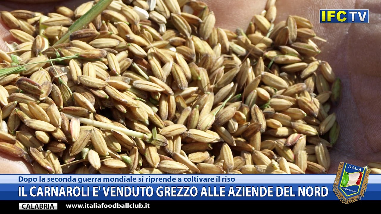In Calabria e Sicilia le prime tracce di riso in Italia