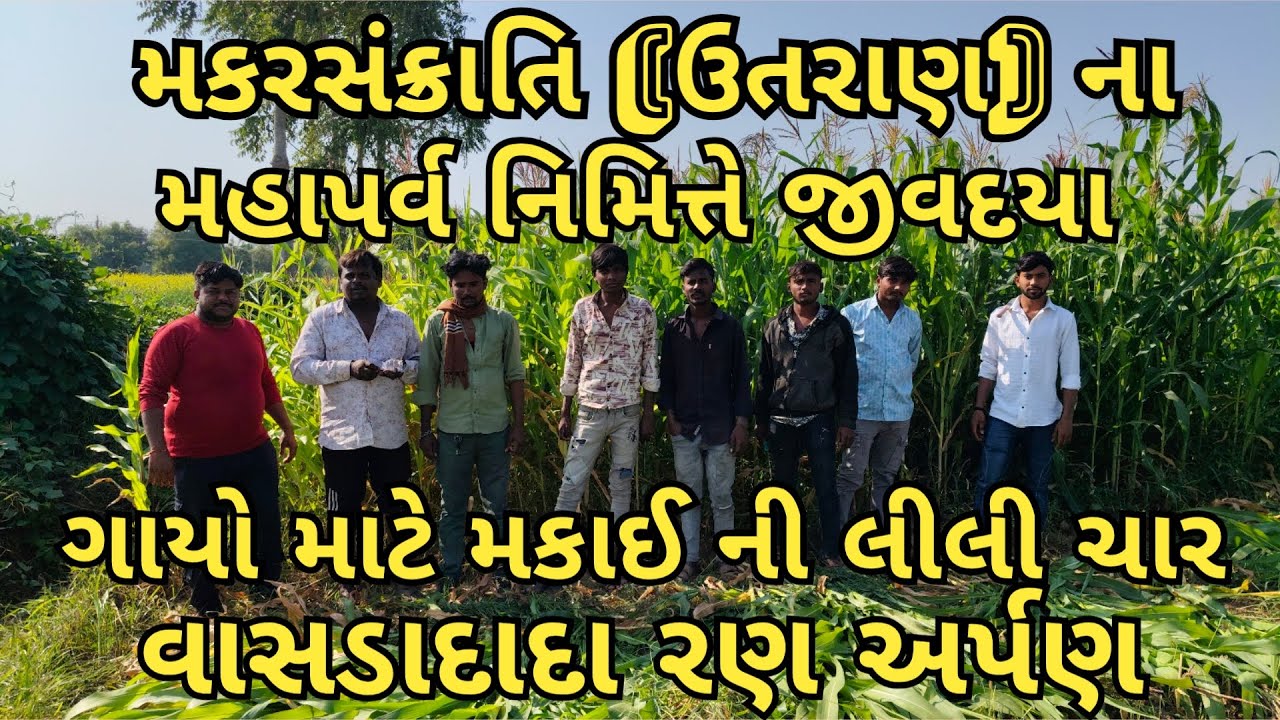 વિર વાસડાદાદા રણ મંદિરે મકાઈની લીલી ચાર અર્પણ📝 ડિસ્ક્રિપ્શન
