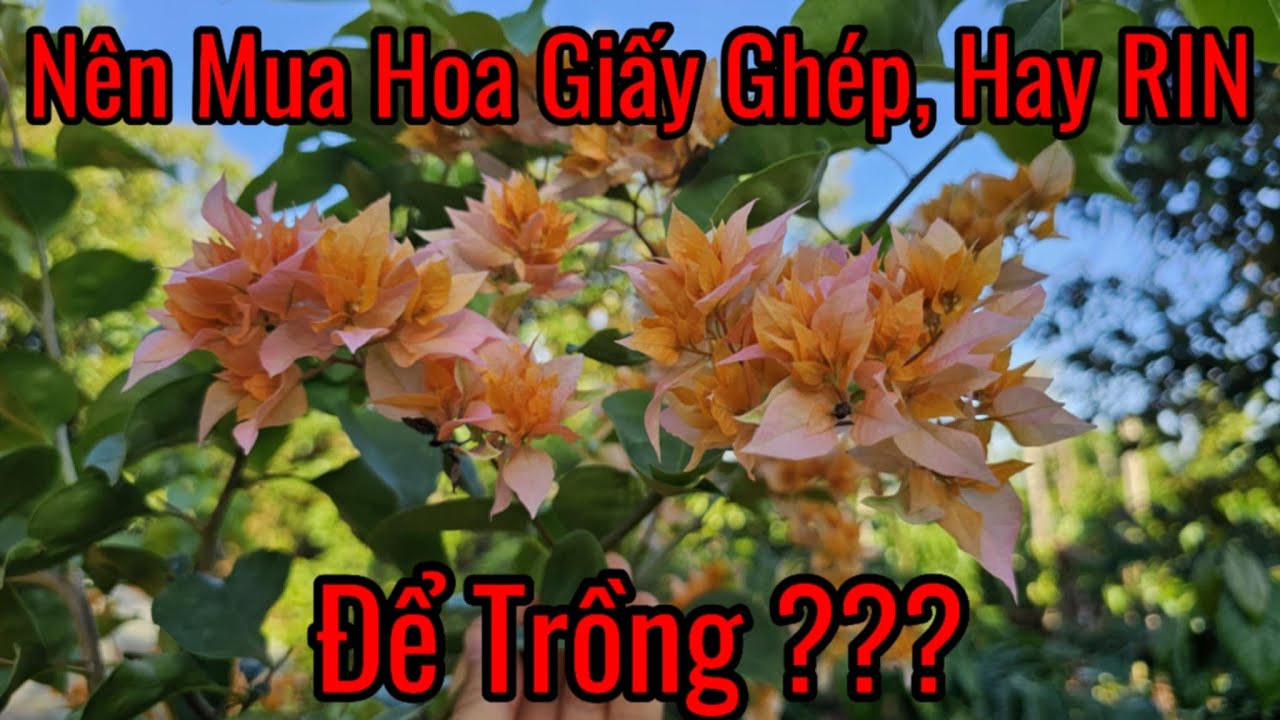 CHỌN HOA GIẤY GHÉP HAY RIN NGUYÊN BẢN ĐỂ TRỒNG ???