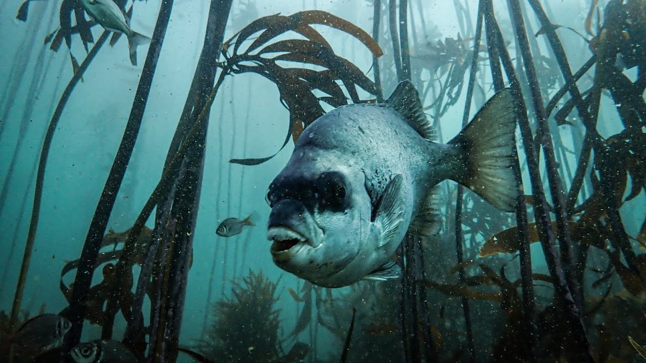 Table Mountain National Park Marine Protected Area , heart of the Great African Seaforest