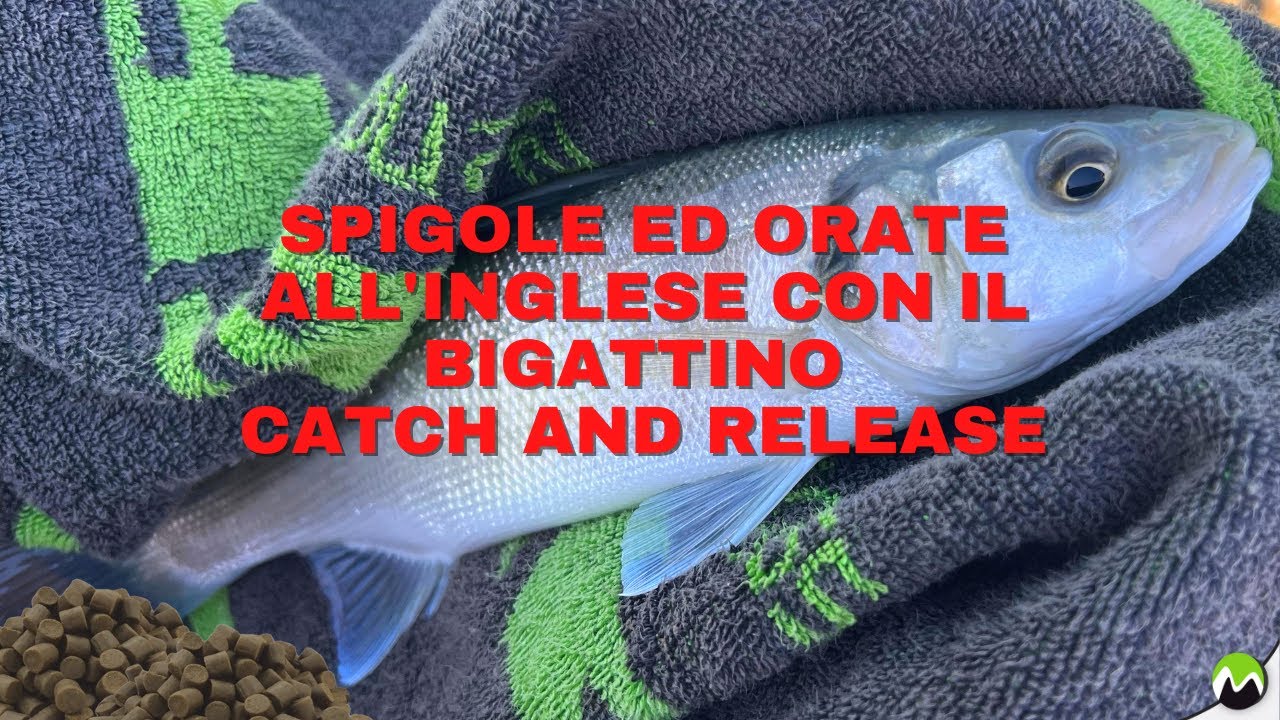 SPIGOLE E ORATE ALL'INGLESE CON IL BIGATTINO | catch and release