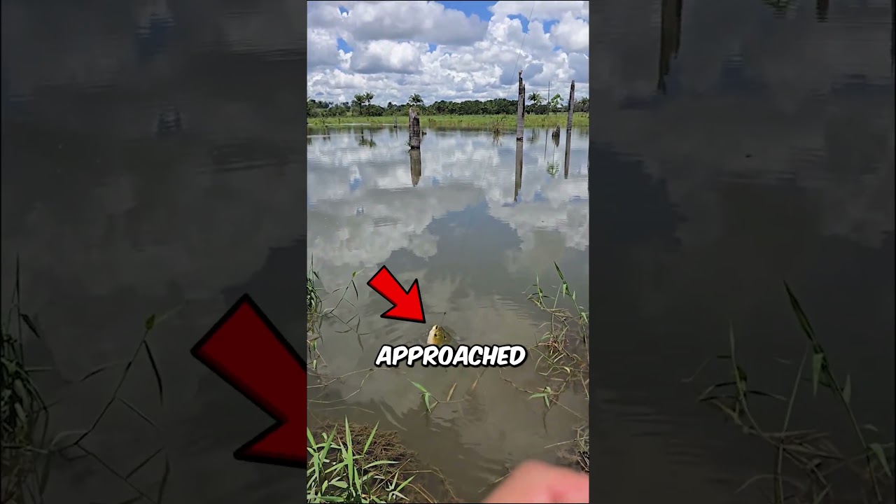 Shore Fishing Is Always Successful.