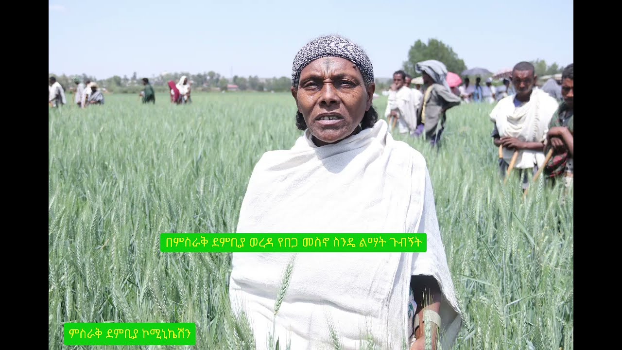 የስንዴ መስኖ ልማት በምስራቅ ደምቢያ ወረዳ