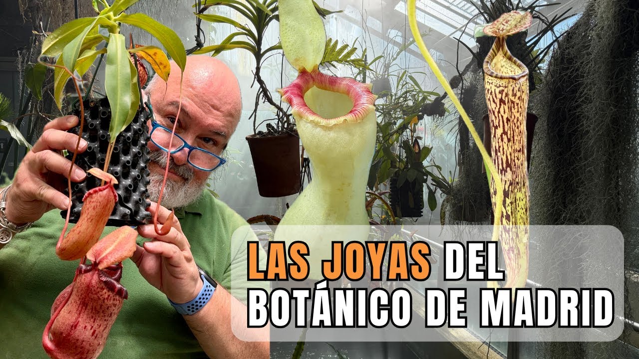 Estas son las Nepenthes más espectaculares del Botánico de Madrid