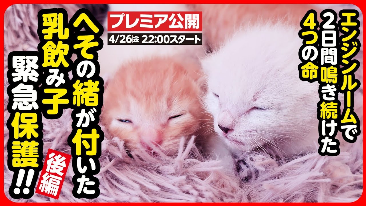 【子猫 保護】エンジンルームで生まれた へその緒がついた乳飲み子を緊急保護しました【後編】