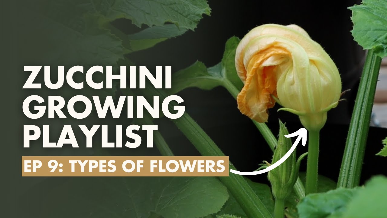 (Ep9) Male and Female Zucchini Flowers? Zucchini Growing Guide