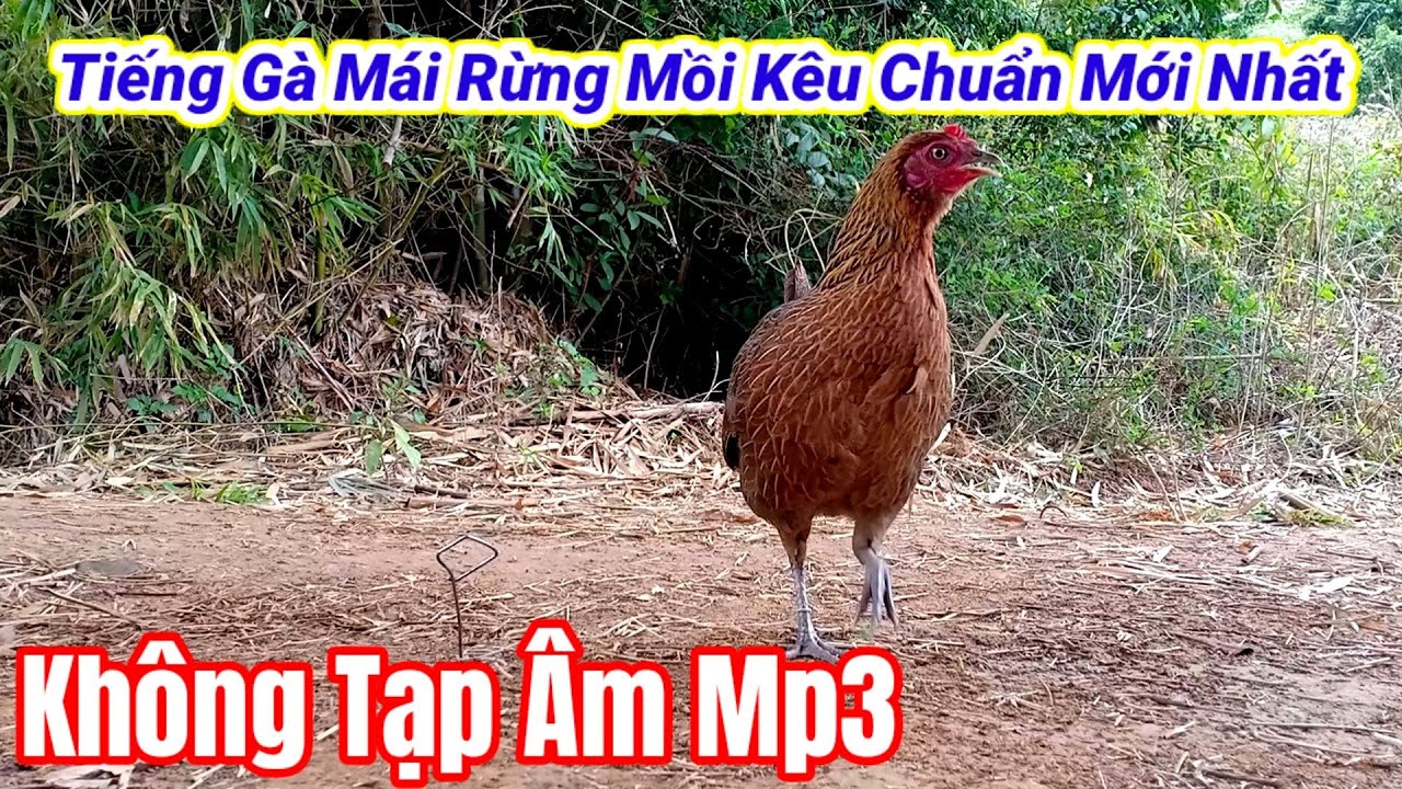Tiếng Gà Mái Rừng Mồi Kêu Trống Cực Chuẩn Mới Nhất | Hoàng Thắng