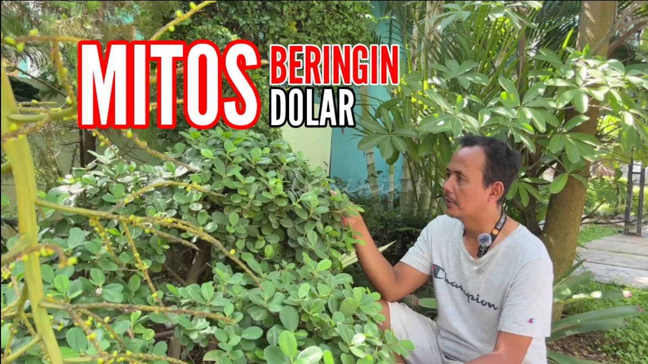 Mitos Beringin Dolar