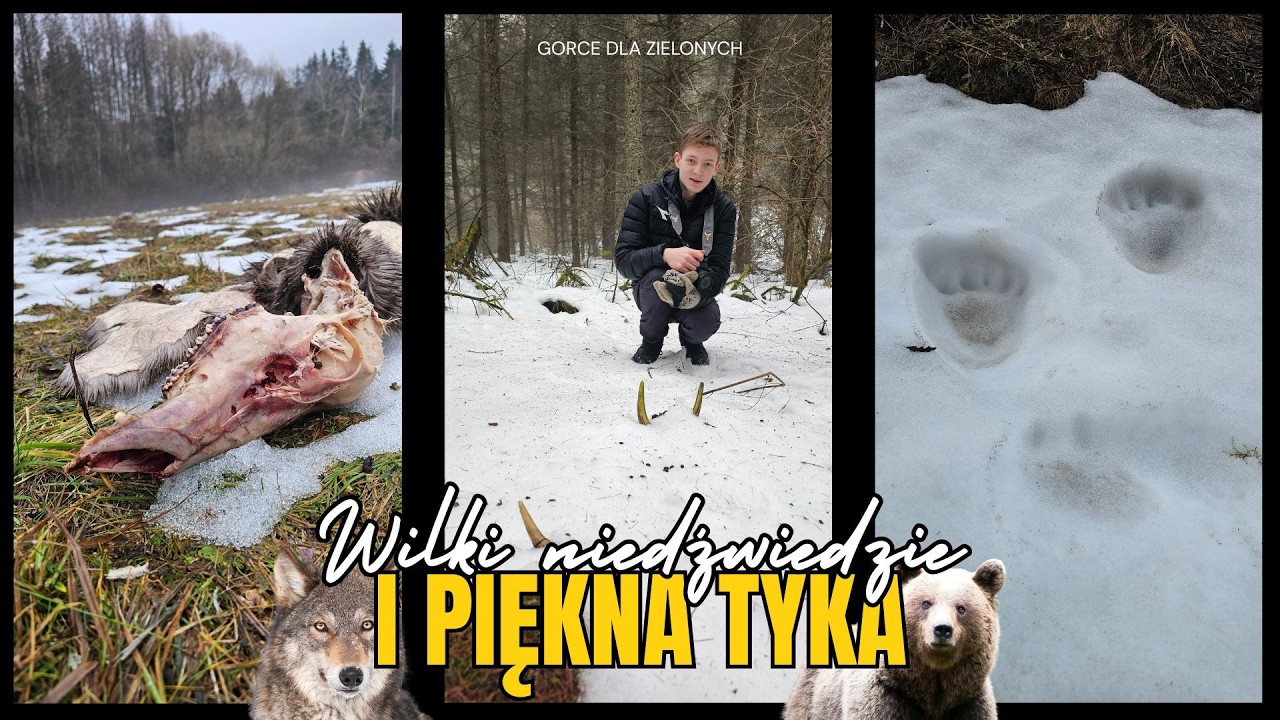 Wilki, niedźwiedzie i ich ofiary, piękne poroże po 139 kilometrach w terenie. #zrzuty2026 #poroże
