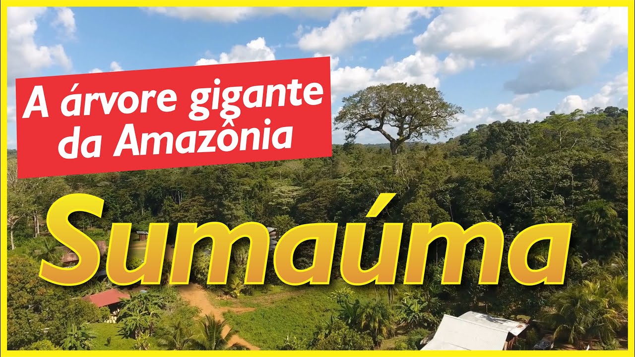 Sumaúma: a árvore gigante das várzeas da Amazônia